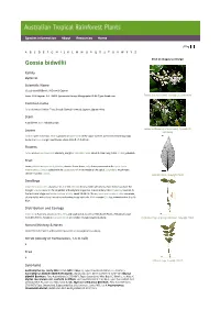 Gossia Bidwillii Click on Images to Enlarge