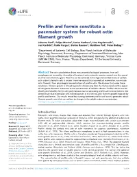 Profilin and Formin Constitute a Pacemaker System for Robust Actin