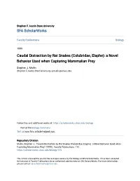Caudal Distraction by Rat Snakes (Colubridae, Elaphe): a Novel Behavior Used When Capturing Mammalian Prey