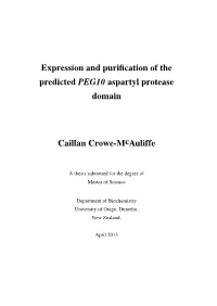 Expression and Purification of the Predicted PEG10 Aspartyl Protease