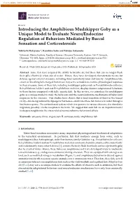 Introducing the Amphibious Mudskipper Goby As a Unique Model to Evaluate Neuro/Endocrine Regulation of Behaviors Mediated by Buccal Sensation and Corticosteroids