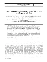 Whale Sharks Rhincodon Typus Aggregate to Feed on Fish Spawn in Belize