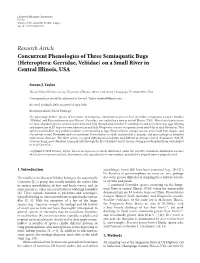 Concurrent Phenologies of Three Semiaquatic Bugs (Heteroptera: Gerridae, Veliidae) on a Small River in Central Illinois, USA