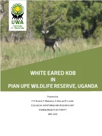 White-Eared Kob Sighted in Pian-Upe Wildlife Reserve
