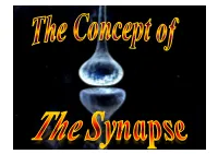 2 Lez Concept of Synapses
