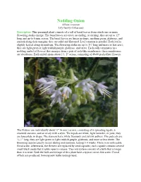 Nodding Onion
