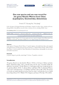 ﻿One New Species and One New Record for the Genus Ninodes Warren From