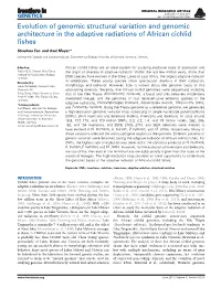 Evolution of Genomic Structural Variation and Genomic Architecture in the Adaptive Radiations of African Cichlid ﬁshes