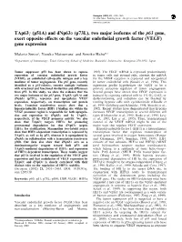 Tap63g (P51a) and Dnp63a (P73l), Two Major Isoforms of the P63 Gene, Exert Opposite E€Ects on the Vascular Endothelial Growth Factor (VEGF) Gene Expression