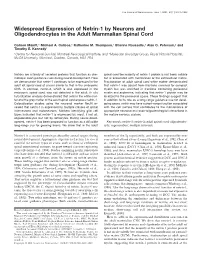 Widespread Expression of Netrin-1 by Neurons and Oligodendrocytes in the Adult Mammalian Spinal Cord