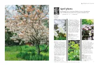 April Plants As Spring Gets Into Its Stride, Derry Watkins Chooses a Favourite Tree and Some Delicate Bulbs and Blooms That Are at Their Best in April