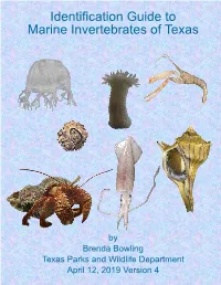 Hermit Crabs - Paguridae and Diogenidae
