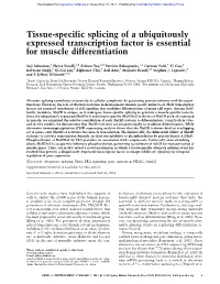 Tissue-Specific Splicing of a Ubiquitously Expressed Transcription Factor Is Essential for Muscle Differentiation