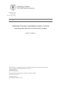 'Clustering of Nicotinic Acetylcholine Receptors: from the Neuromuscular