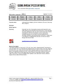Xylosandrus Compactus Global Invasive Species Database (GISD)