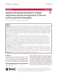 Spatial and Temporal Patterns of Gene Expression During Neurogenesis in the Sea Urchin Lytechinus Variegatus Leslie A