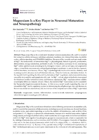 Magnesium Is a Key Player in Neuronal Maturation and Neuropathology