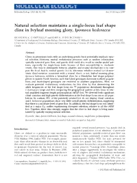 Natural Selection Maintains a Singlelocus Leaf Shape Cline In
