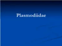 Plasmodiidae Plasmodiidae N Macro and Microgametes Develop Separately from Each Other