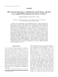 The Euryarchaeotes, a Subdomain of Archaea, Survive on a Single DNA Polymerase: Fact Or Farce?