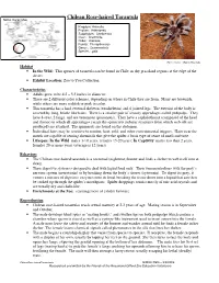 Chilean Rose-Haired Tarantula Native Range Map