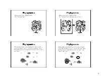 Phylogenetics Phylogenetics Phylogenetics Phylogenetics