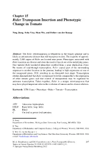 Rider Transposon Insertion and Phenotypic Change in Tomato