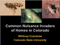 Common Nuisance Invaders of Homes in Colorado
