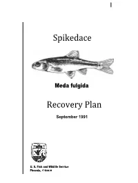 Spikedace Recovery Plan
