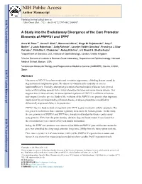 A Study Into the Evolutionary Divergence of the Core Promoter Elements of PRPF31 and TFPT