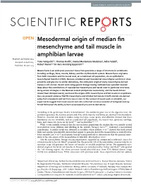 Mesodermal Origin of Median Fin Mesenchyme and Tail Muscle In