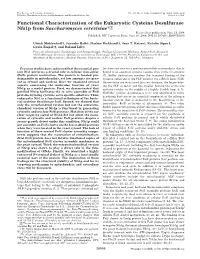 Functional Characterization of the Eukaryotic Cysteine Desulfurase