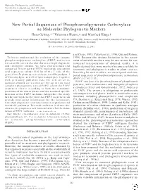 New Partial Sequences of Phosphoenolpyruvate Carboxylase