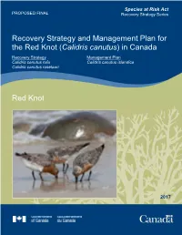 Recovery Strategy and Management Plan for the Red Knot (Calidris Canutus) in Canada