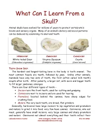 What Can I Learn from a Skull? Animal Skulls Have Evolved for Millions of Years to Protect Vertebrate’S Brains and Sensory Organs