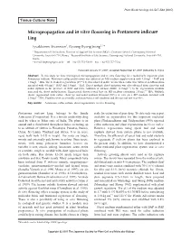 Micropropagation and in Vitro Flowering in Pentanema Indicum Ling