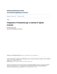 Antagonism of Trichoderma Spp. to Sclerotia of Typhula Incarnata