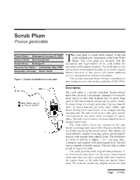 Scrub Plum Prunus Geniculata