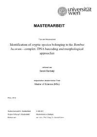 Molecular Genetic and Morphological Determination of the Cryptic