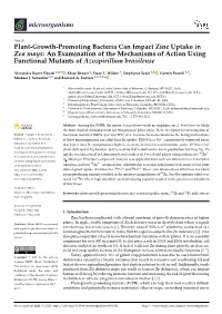 Plant-Growth-Promoting Bacteria Can Impact Zinc Uptake in Zea Mays: an Examination of the Mechanisms of Action Using Functional Mutants of Azospirillum Brasilense