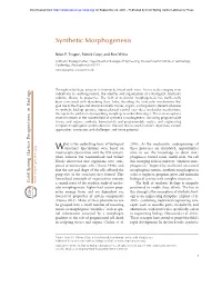 Synthetic Morphogenesis