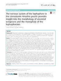 The Nervous System of the Lophophore in the Ctenostome Amathia Gracilis