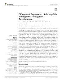 Differential Expression of Drosophila Transgelins Throughout Development