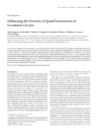 Delineating the Diversity of Spinal Interneurons in Locomotor Circuits