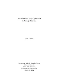 Bidirectional Propagation of Action Potentials