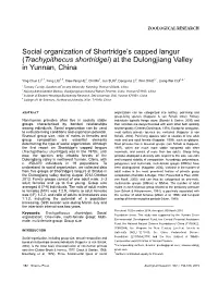 Social Organization of Shortridge's Capped Langur (Trachypithecus
