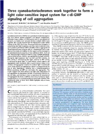 Three Cyanobacteriochromes Work Together to Form a Light Color-Sensitive Input System for C-Di-GMP Signaling of Cell Aggregation