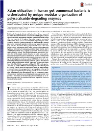 Xylan Utilization in Human Gut Commensal Bacteria Is Orchestrated by Unique Modular Organization of Polysaccharide-Degrading Enzymes