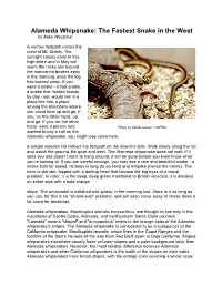 Alameda Whipsnake: the Fasttest Snake in the West by Mike Westphal