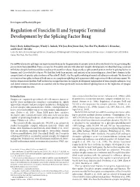 Regulation of Fasciclin II and Synaptic Terminal Development by the Splicing Factor Beag